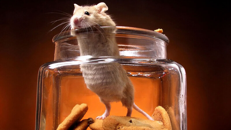 Mouse in Glass Jar — Brown, Dramatic, Photograph, Cookies
