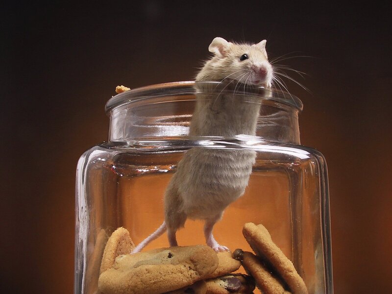 Mouse in Glass Jar — Brown, Dramatic, Photograph
