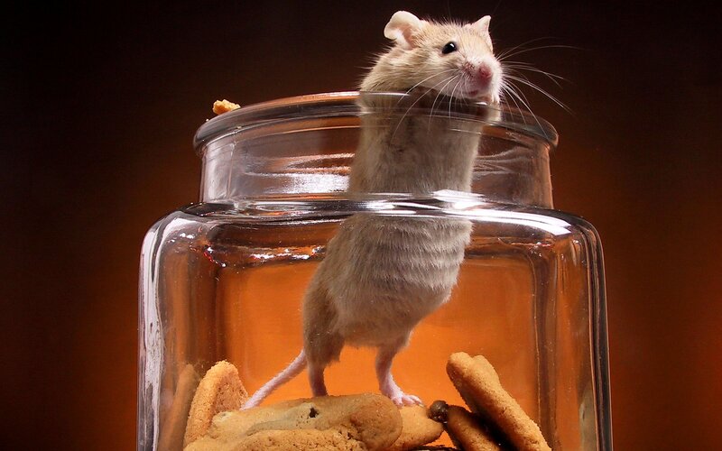 Mouse in Glass Jar — Brown, Dramatic