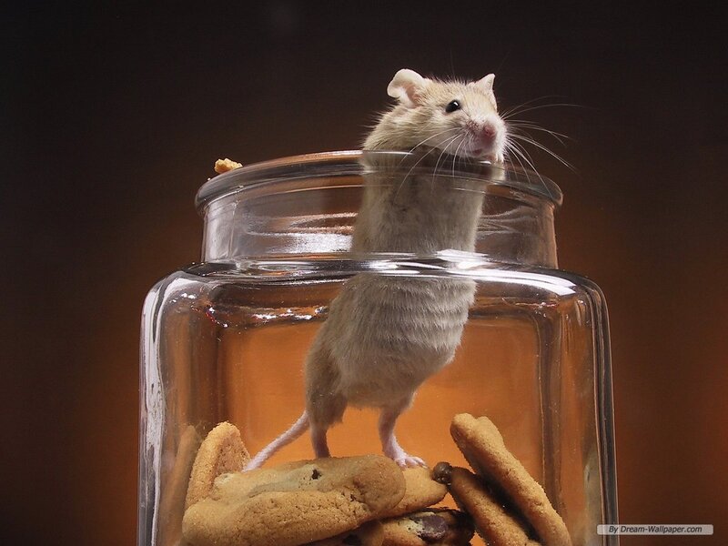 Mouse in Glass Jar — Brown