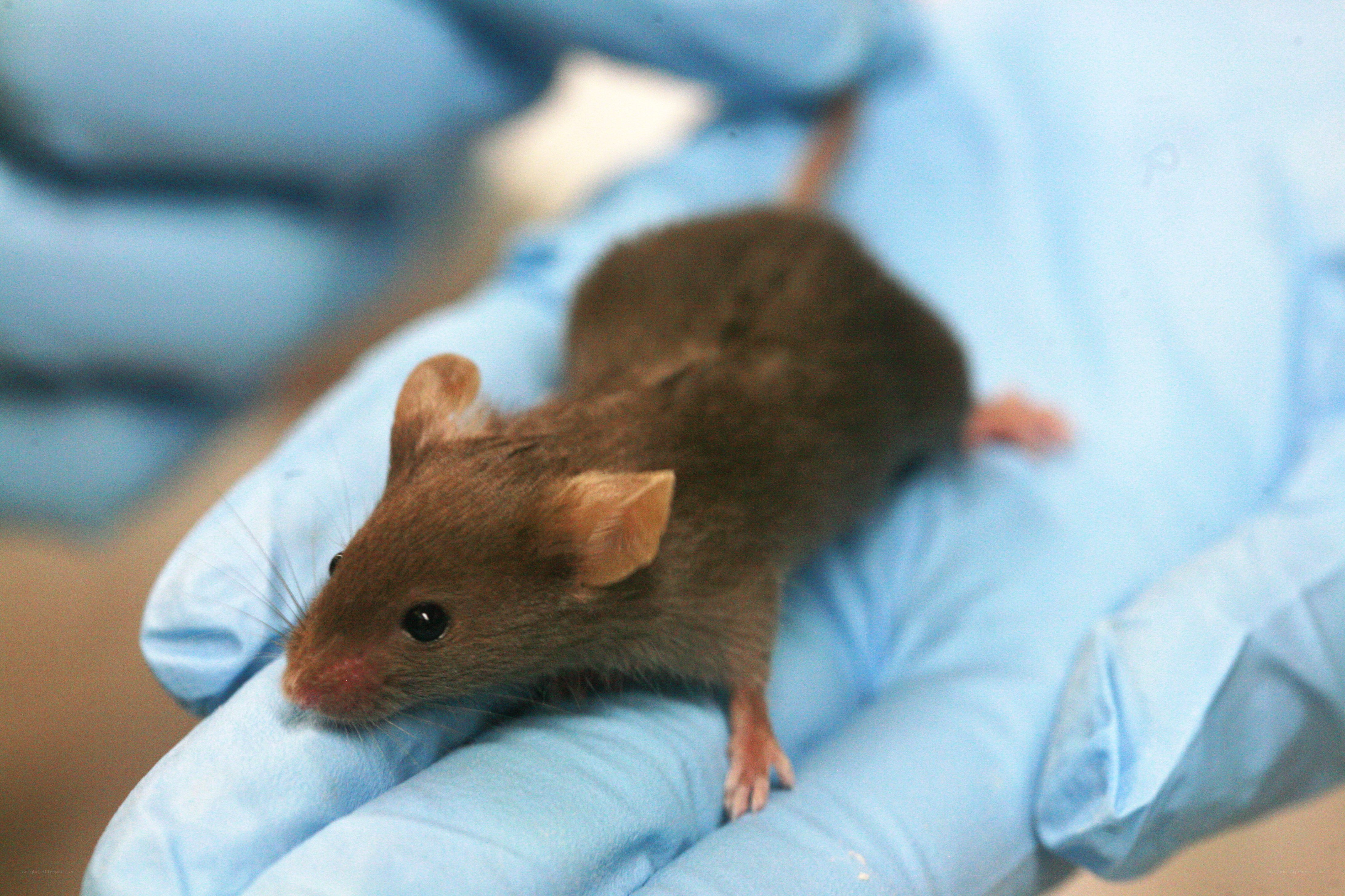 mouse in gloved hand