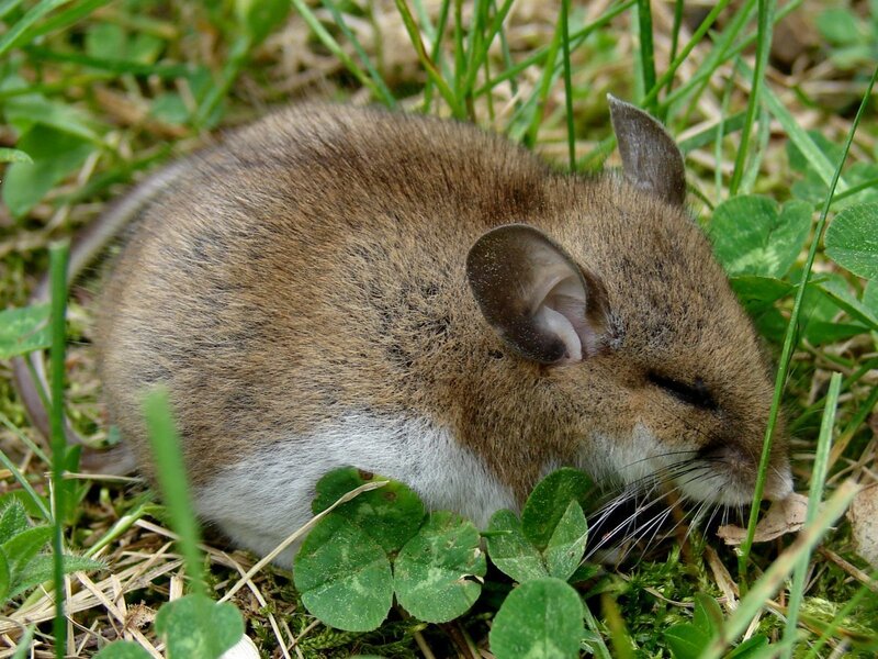 mouse in grass