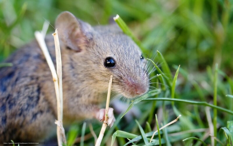 mouse in grass