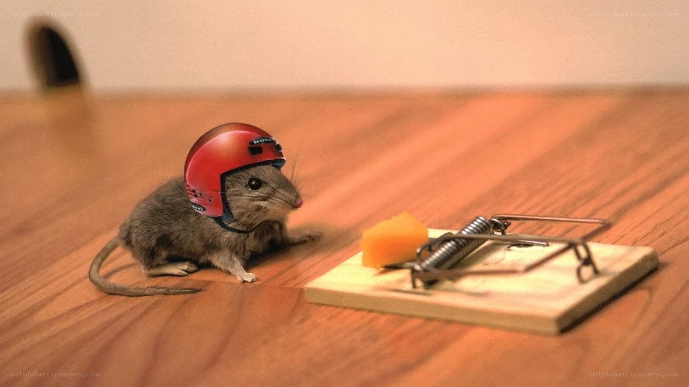 mouse in helmet near trap