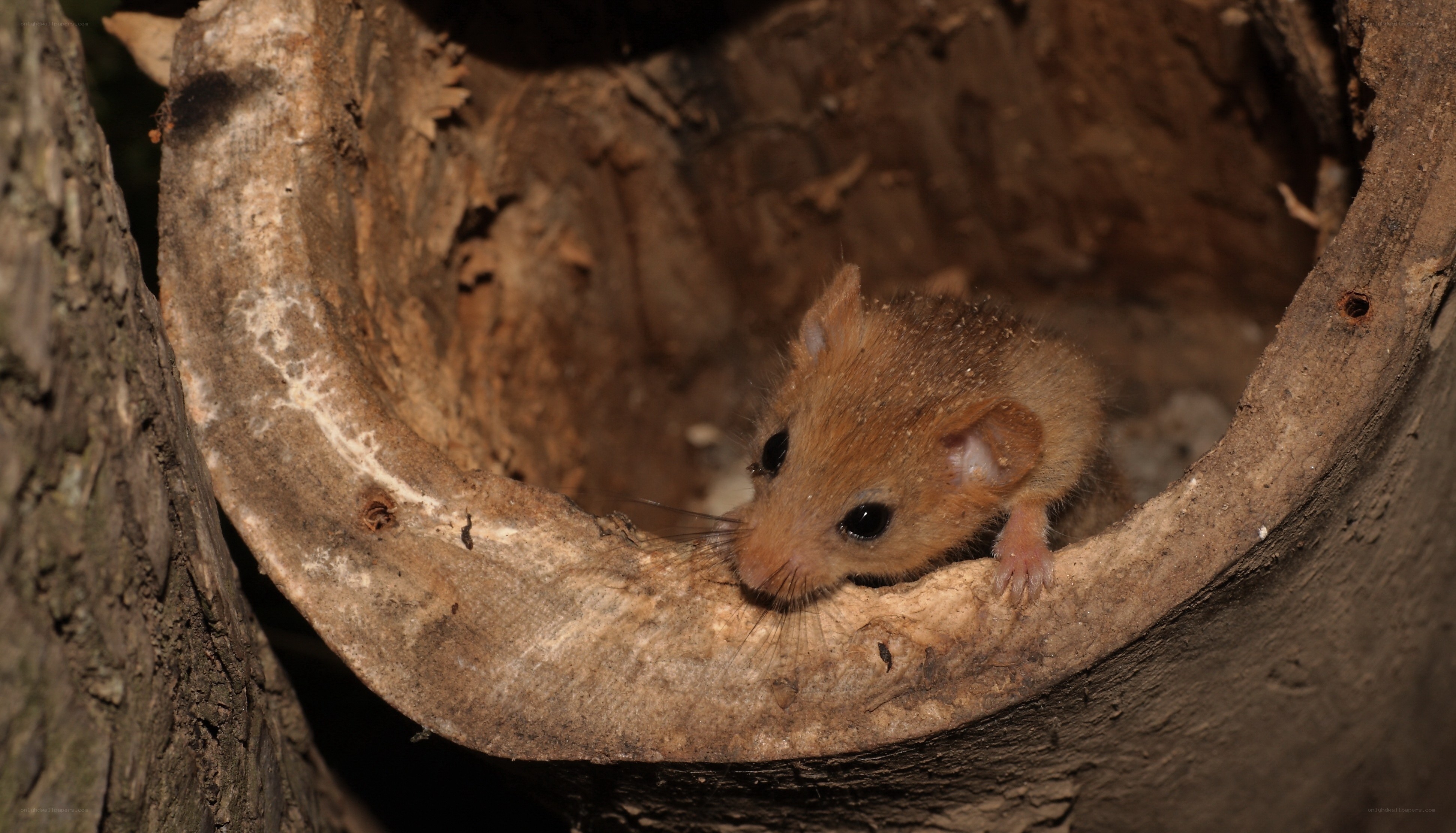 mouse in hollow tree