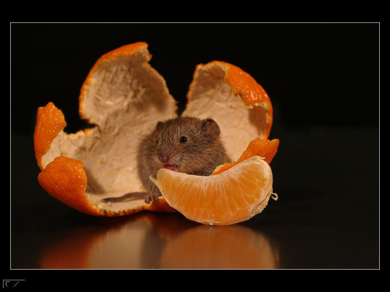 Mouse in Orange Peel — Black
