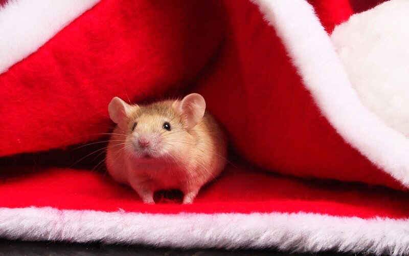 Mouse in Red Fabric — Calm