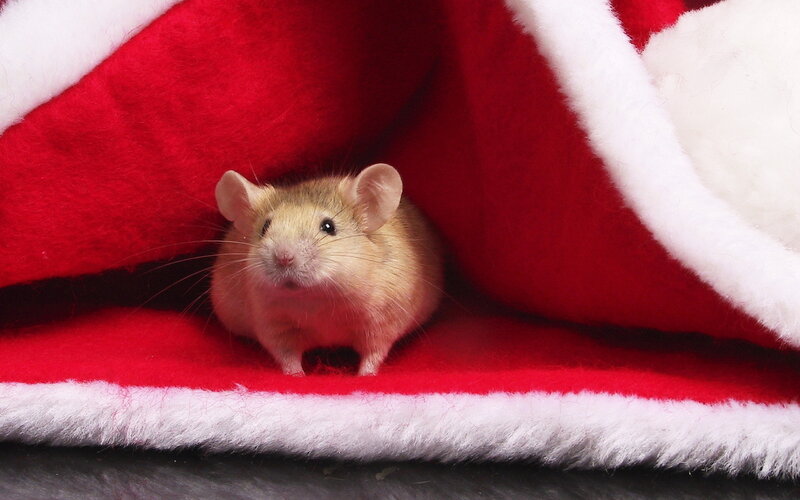 Mouse in Red Fabric