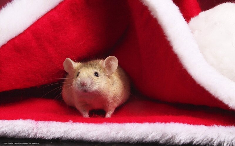 mouse in santa hat