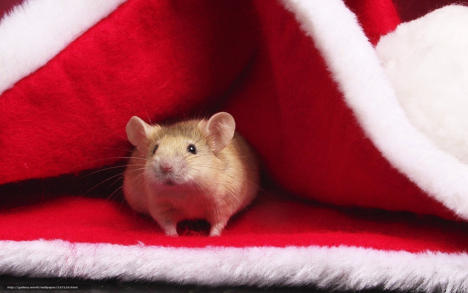 mouse in santa hat