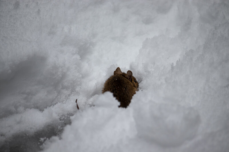 Mouse in Snow