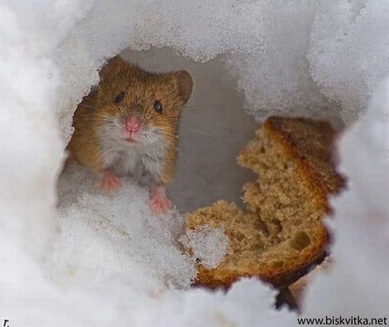 mouse in snow with bread