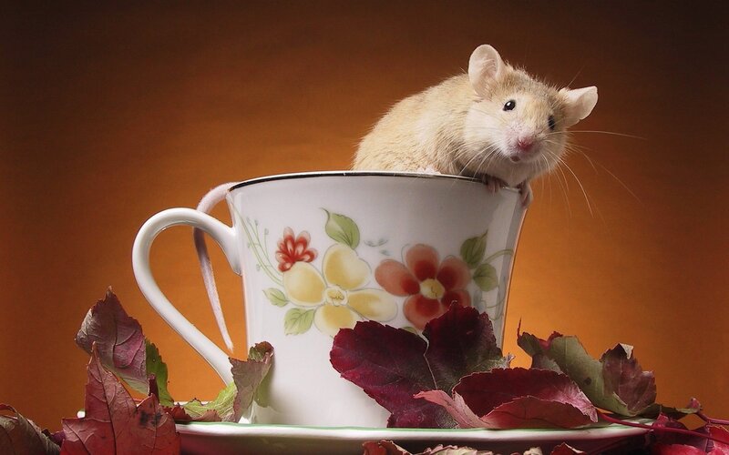 Mouse in Teacup