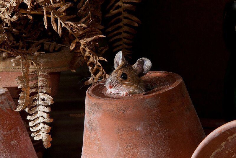 Mouse in Terracotta Pot
