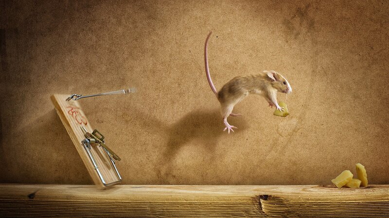 Mouse Jumping over Trap — Brown, Dramatic, Photograph