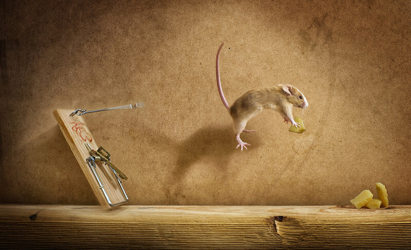 Mouse Jumping over Trap — Brown