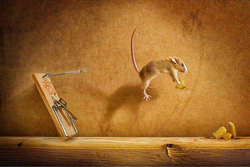 Mouse Jumping over Trap