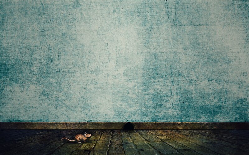 mouse near hole in wall