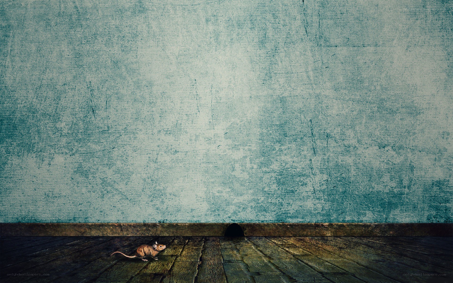 mouse near hole in wall