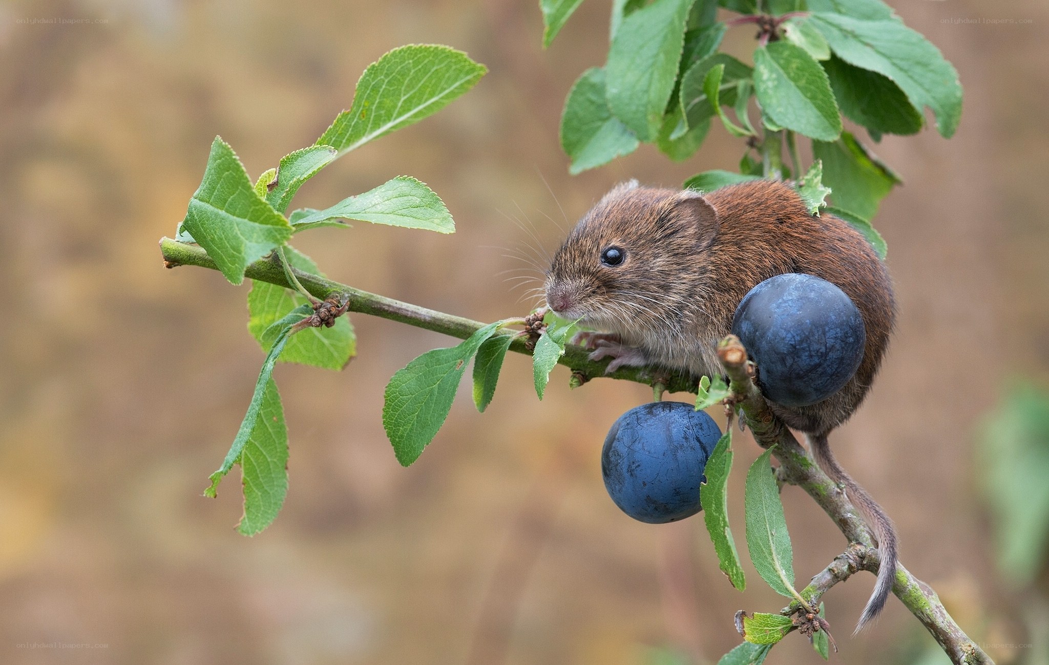 Mouse on a branch with berries