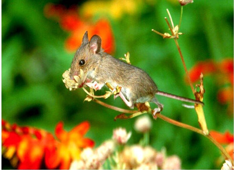 Mouse on a flower stem