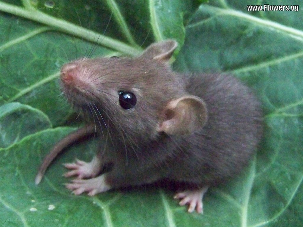 mouse on a green leaf
