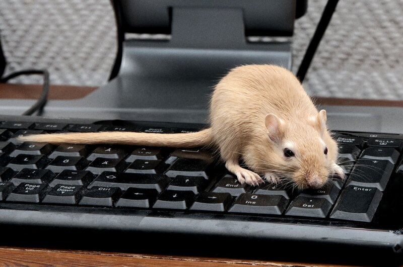 mouse on a keyboard