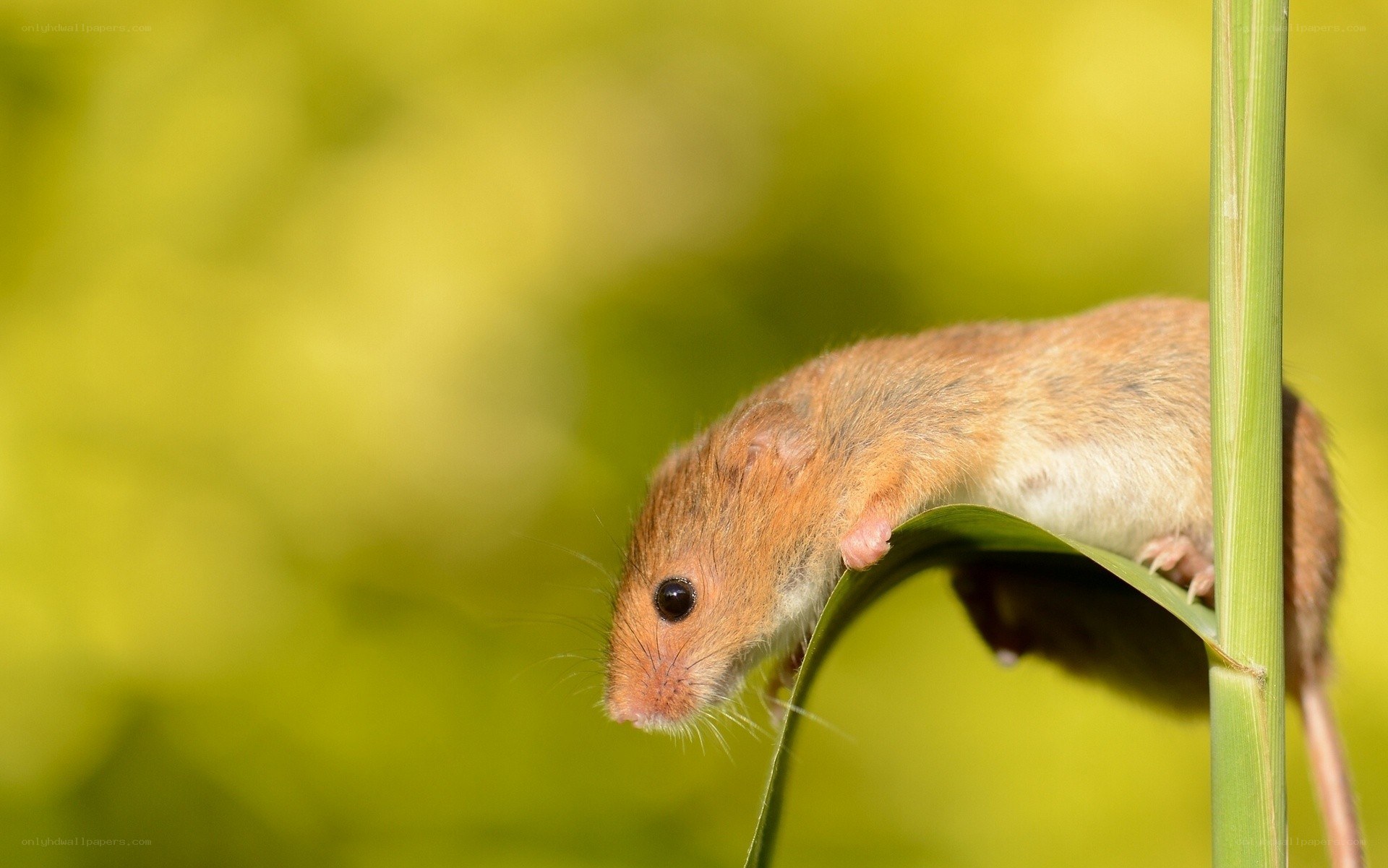 mouse on a leaf