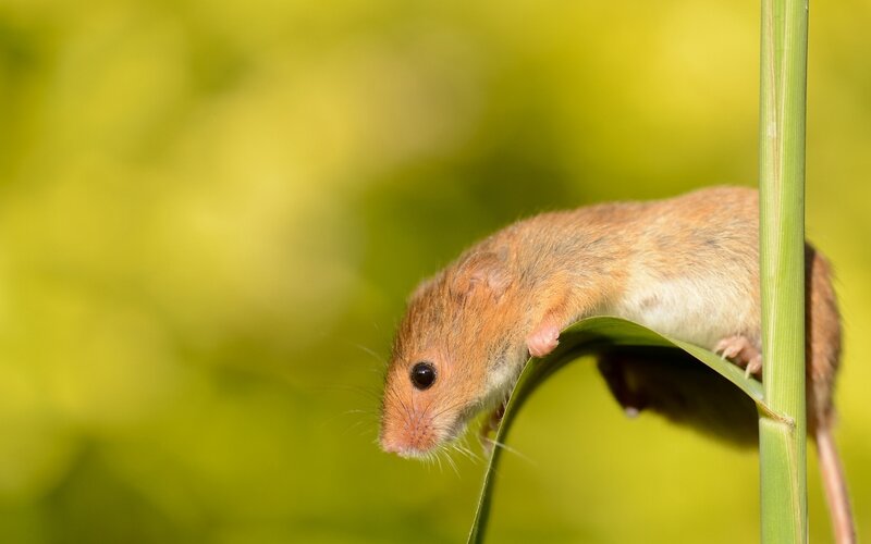 Mouse on a leaf
