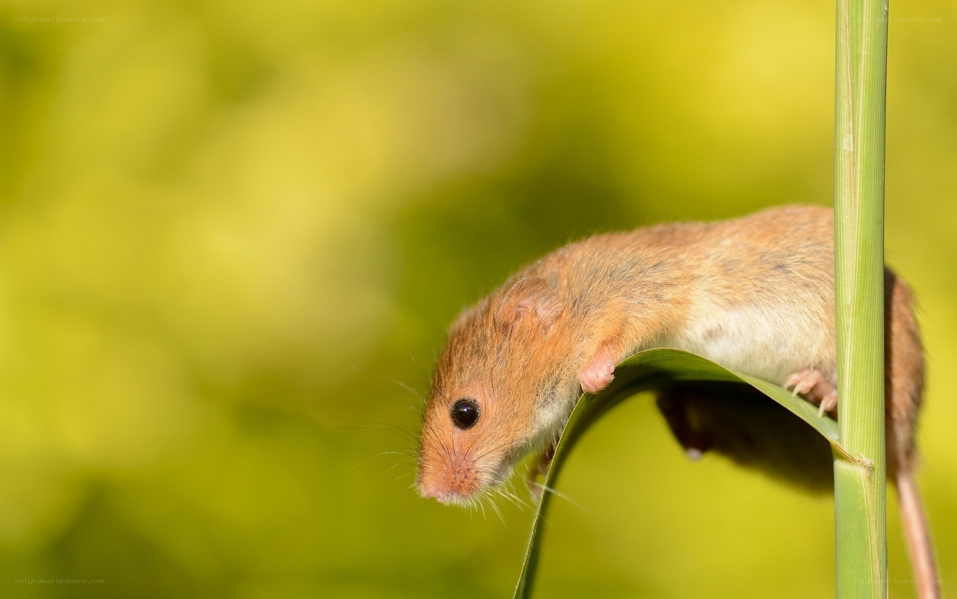 Mouse on a leaf