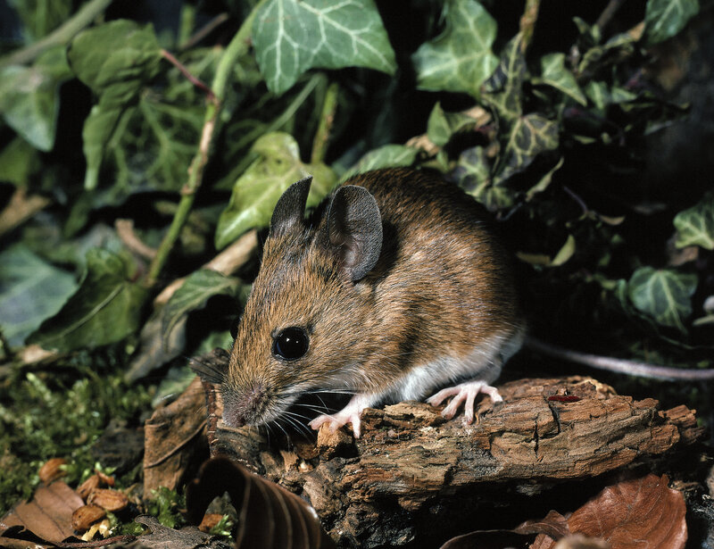 Mouse on a log in foliage