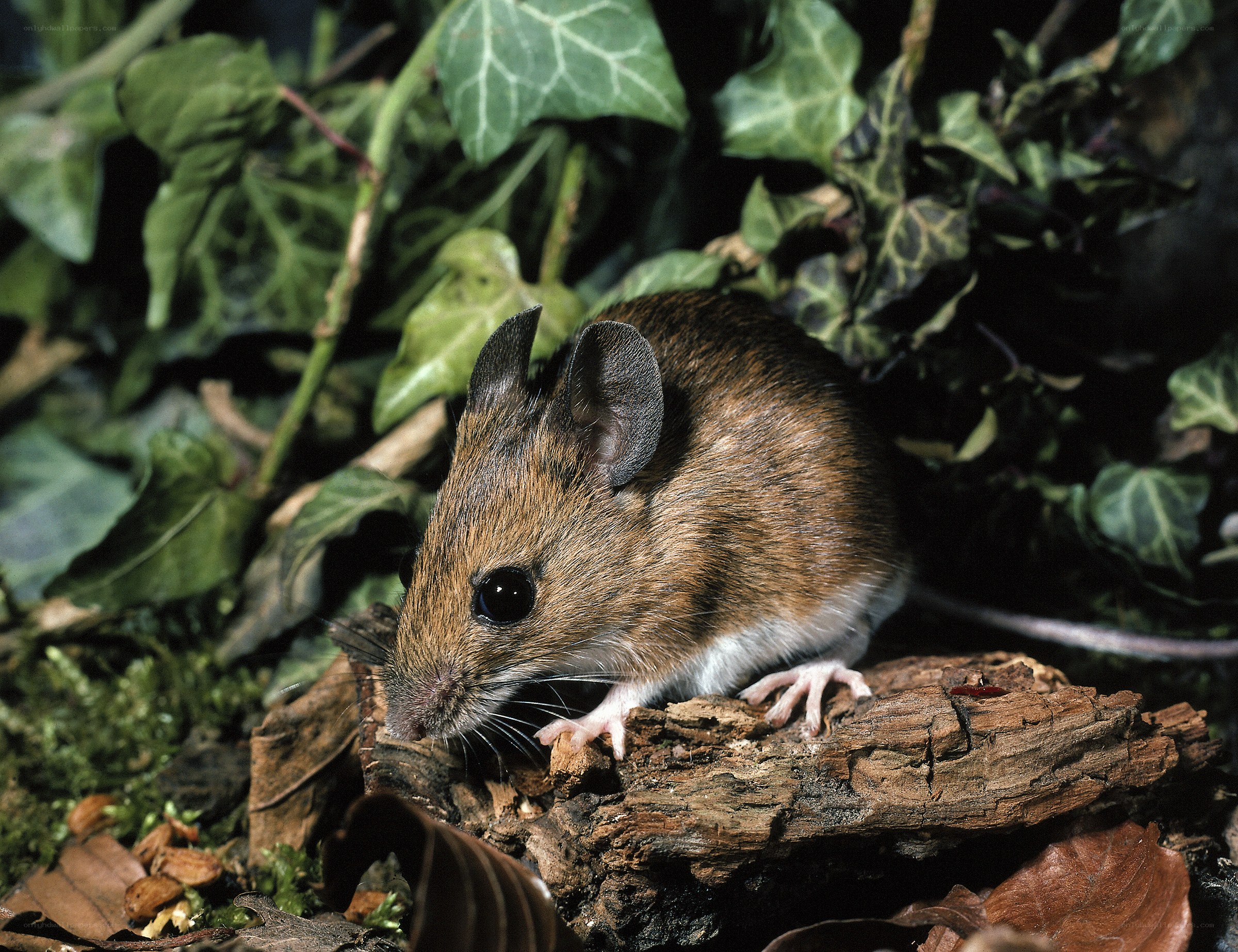 Mouse on a log in foliage