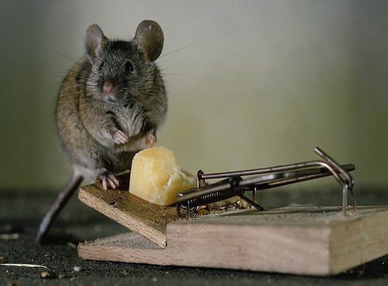 Mouse on a trap with cheese