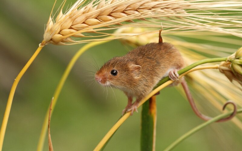Mouse on a wheat stalk