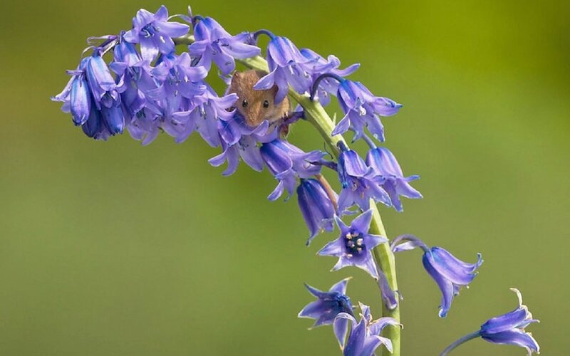 Mouse on Bluebell Flower