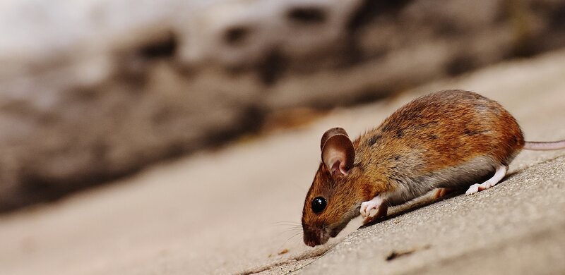 mouse on concrete surface