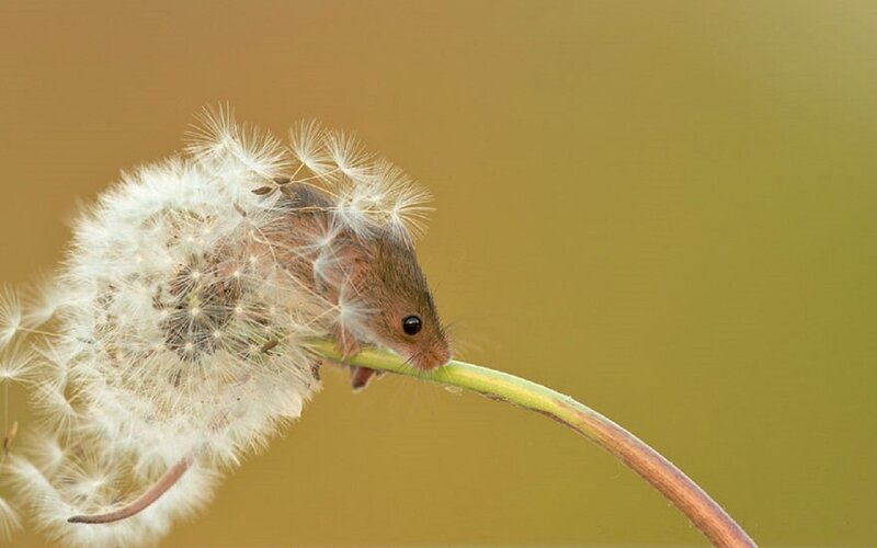 Mouse on Dandelion — Brown
