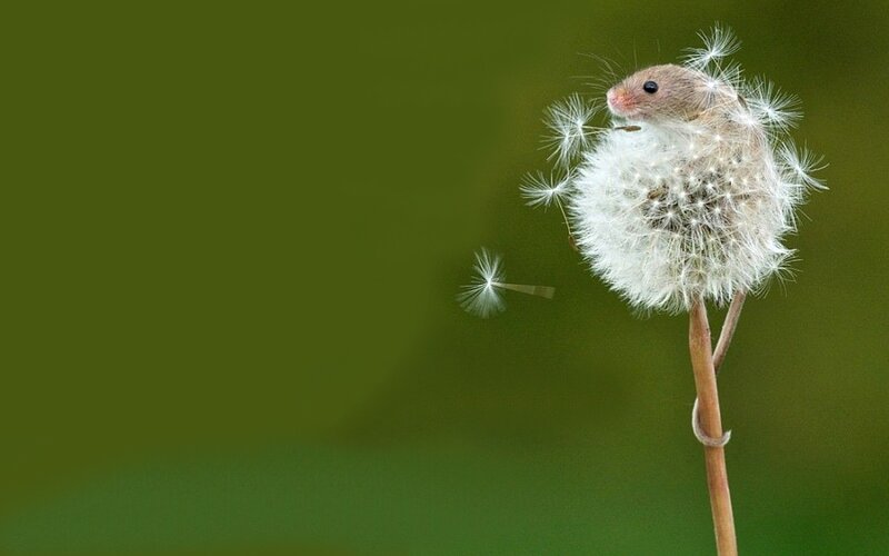 Mouse on Dandelion