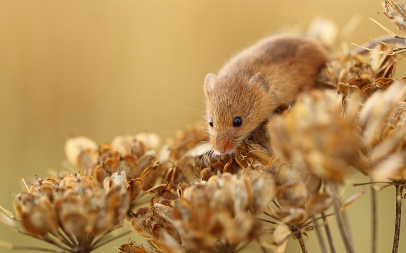 Mouse on dried flowers