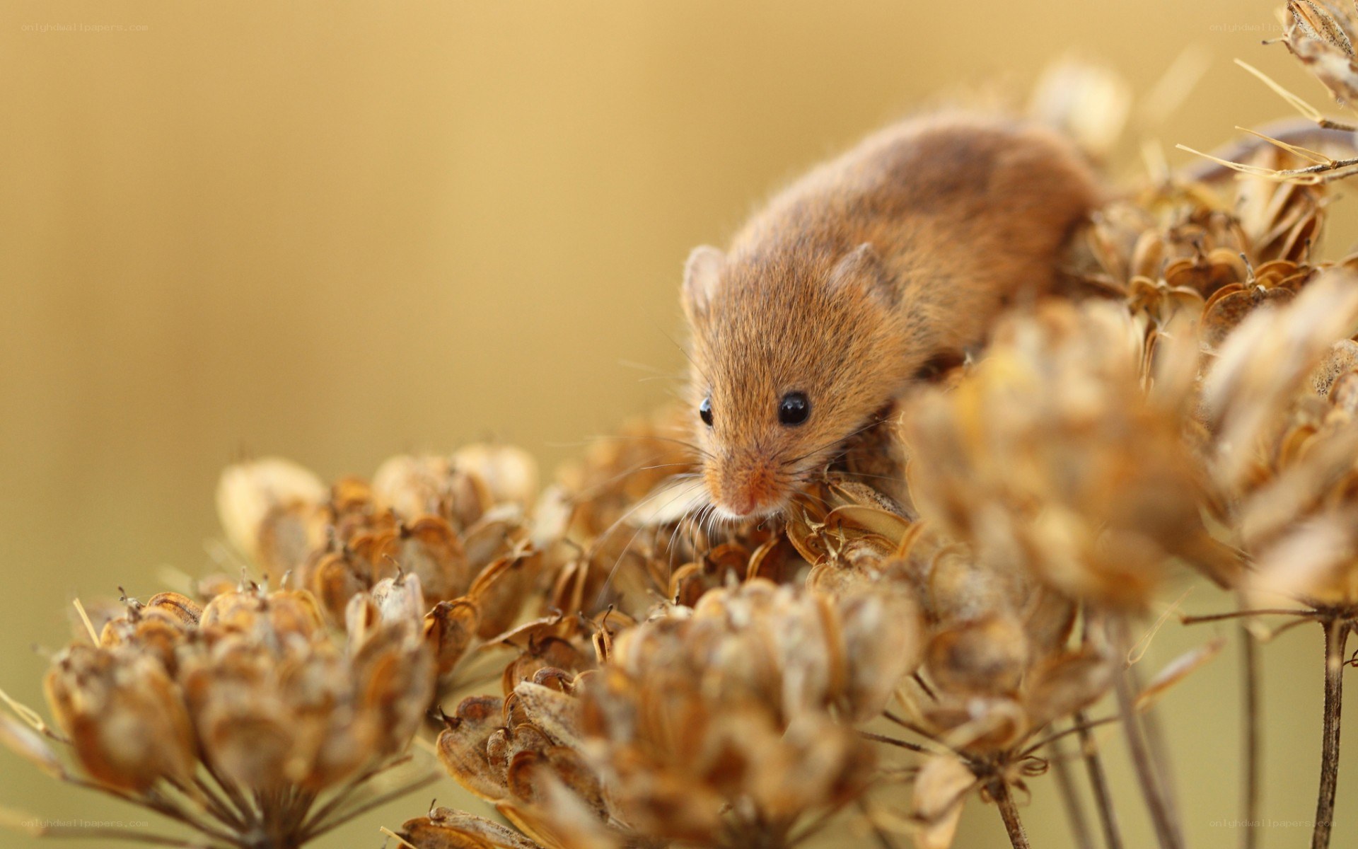 Mouse on dried flowers