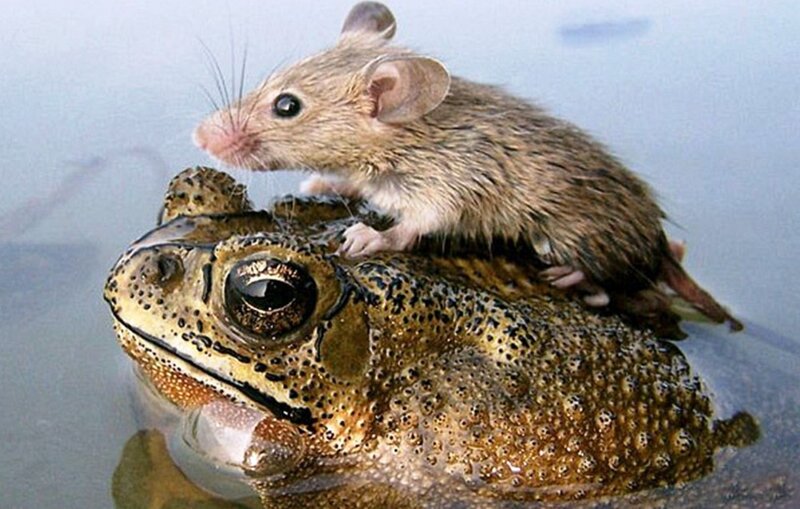 Mouse on Frog