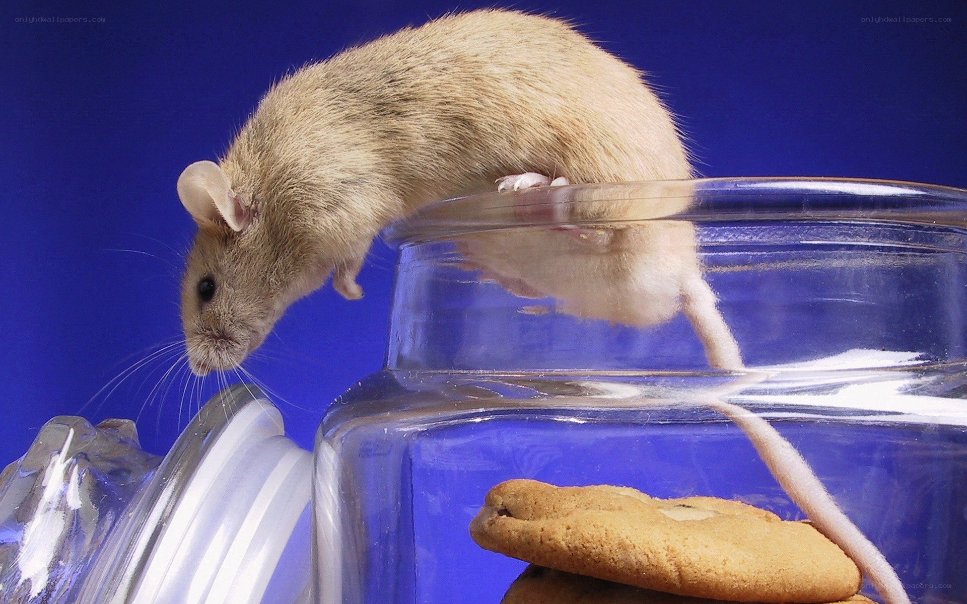 mouse on glass jar