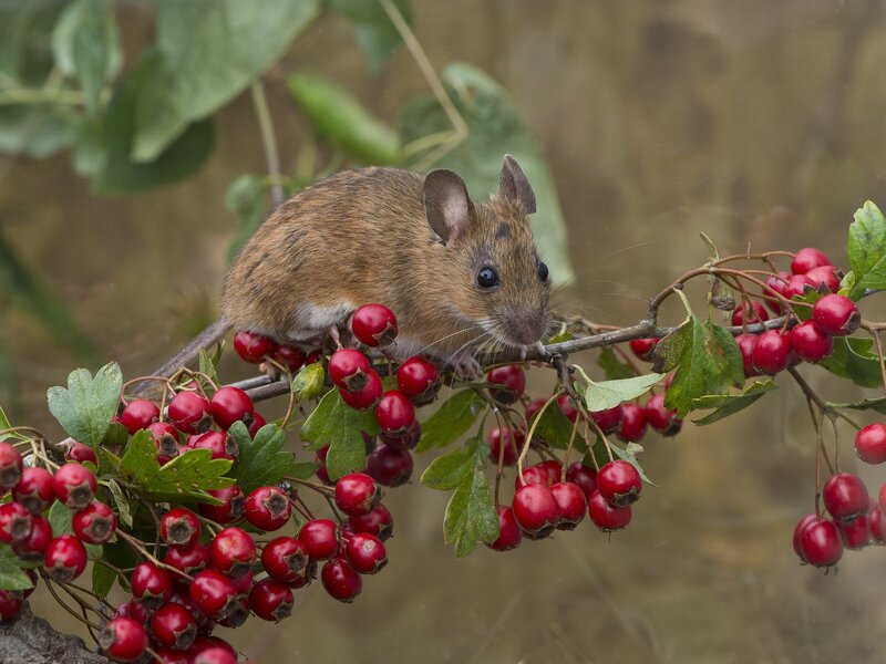 Mouse on Hawthorn Branch