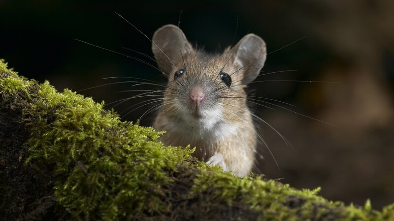 Mouse on Moss — Green, Curious, Photograph