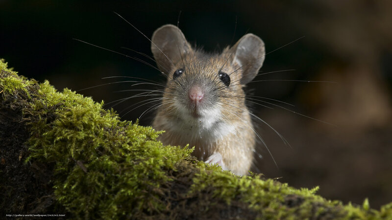 Mouse on Moss — Green, Curious, Photograph, Whiskers