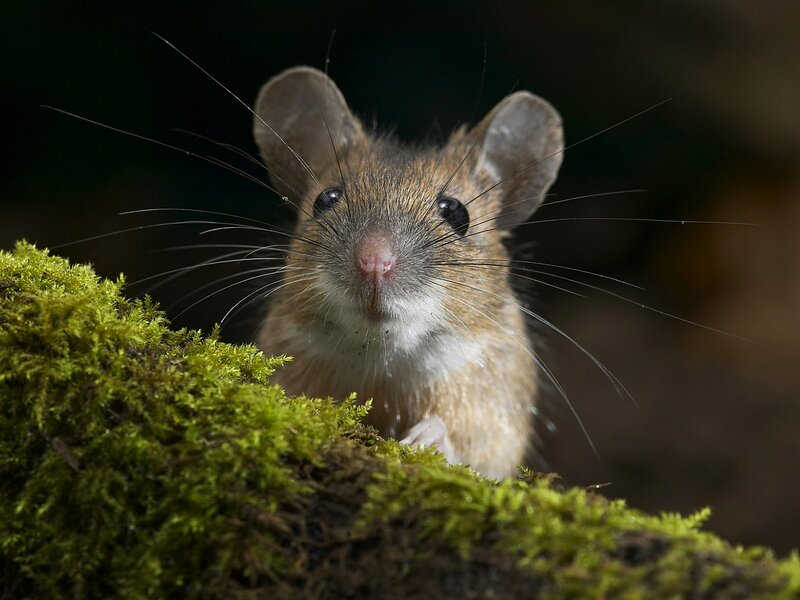Mouse on Moss — Green, Curious