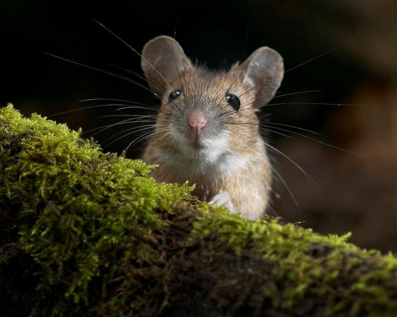 Mouse on Moss
