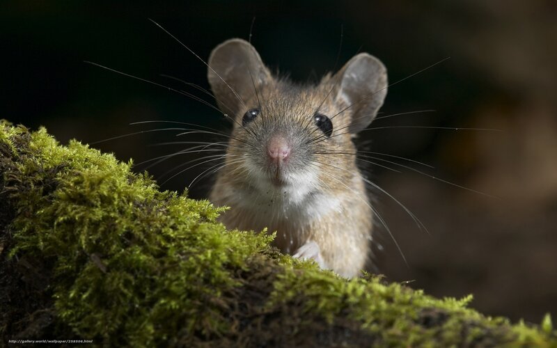 mouse on mossy log