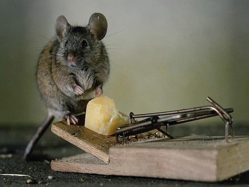 Mouse on Mousetrap — Brown, Dramatic, Photograph
