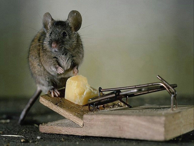 Mouse on Mousetrap — Brown